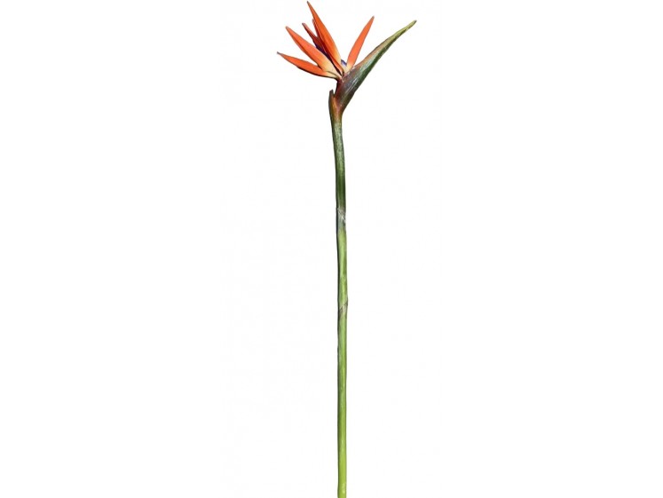 Strelitzia