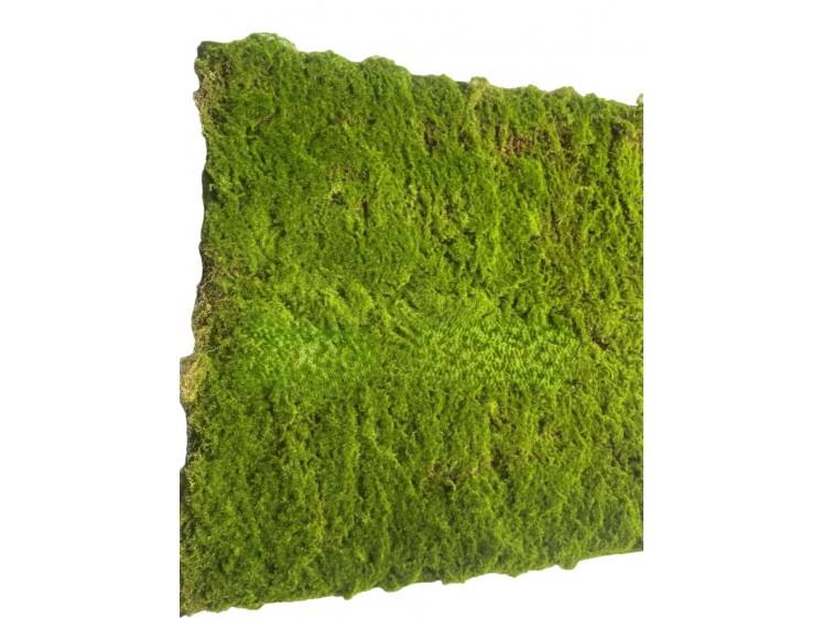 Moss carpets