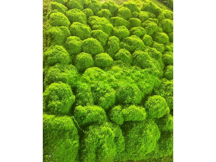 Moss carpets