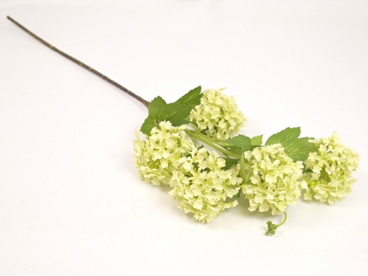 Viburnum