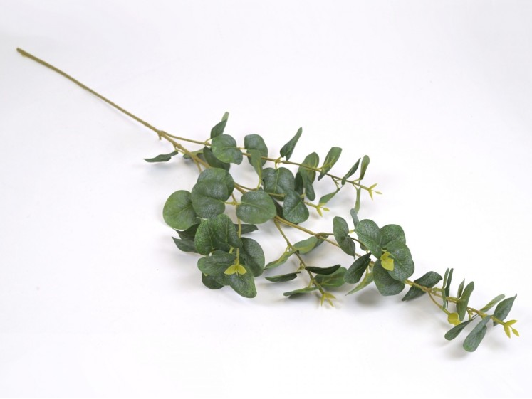 Eucalyptus Branch
