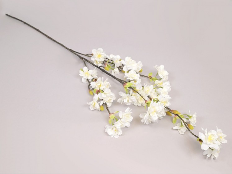 Blossoming cherry branch