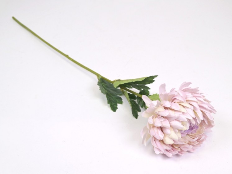 Chrysanthemum