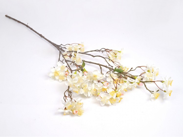 Flowering apple branch