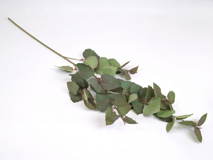 Eucalyptus branch