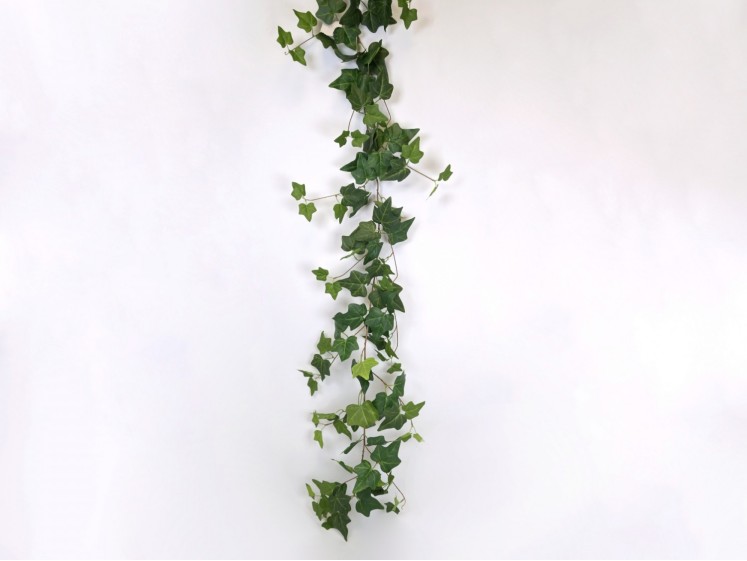 Hanging greenery - creeper