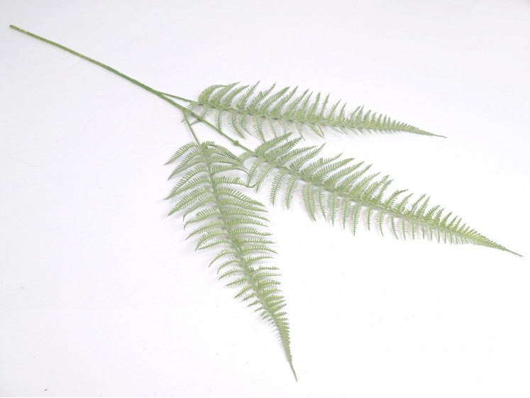 Fern branch