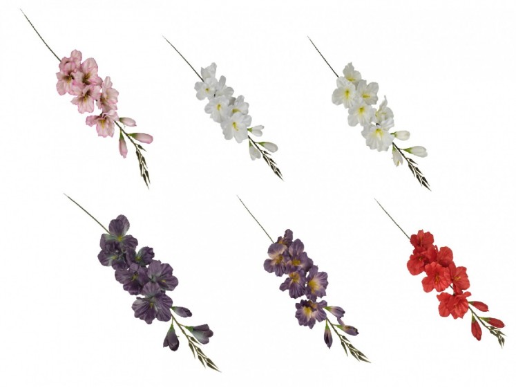 Gladiolus