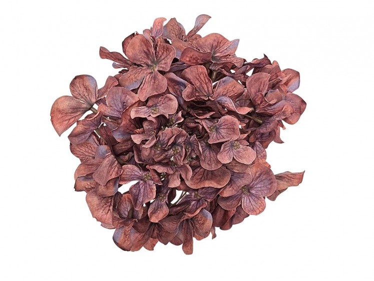 Hydrangea head
