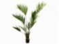 Palmė