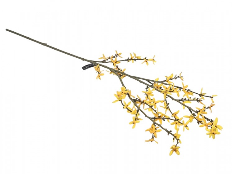 Branch of Forsythia
