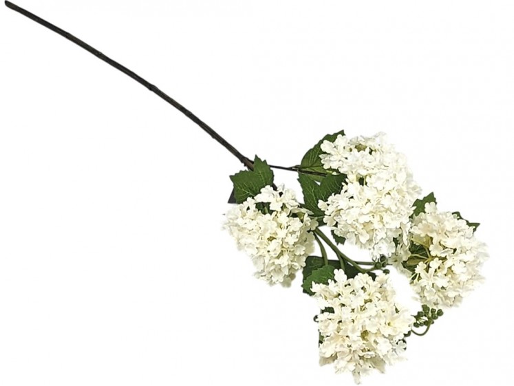 Viburnum