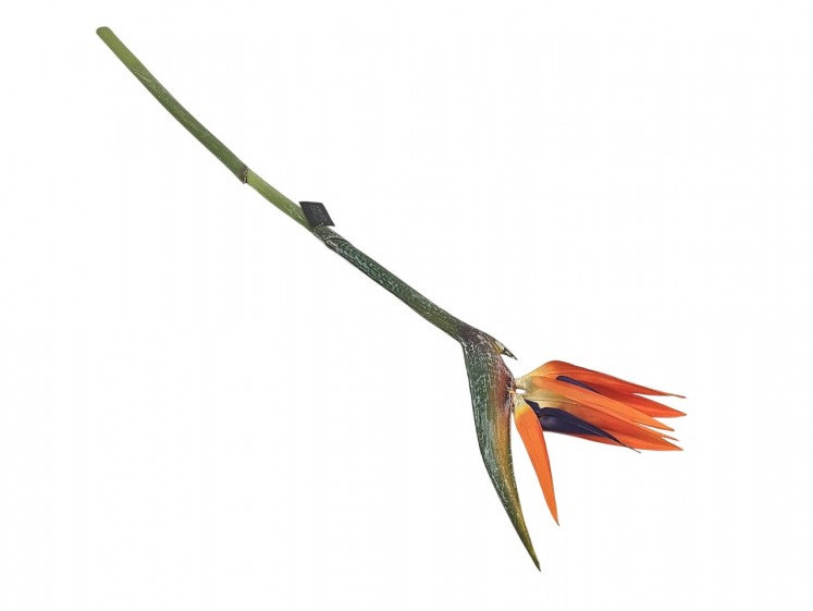 Strelitzia