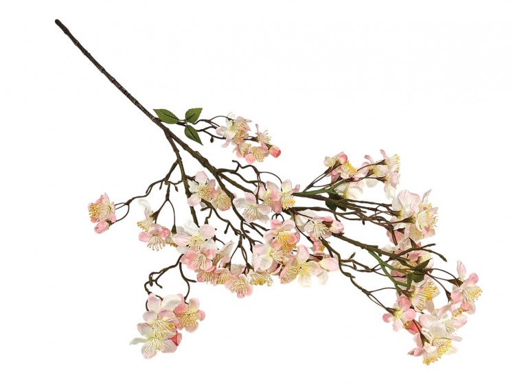 Flowering apple branch