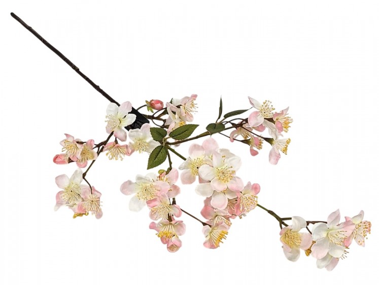 Flowering apple branch