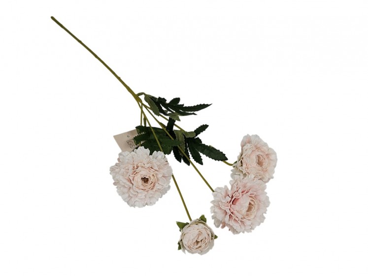 Ranunculus