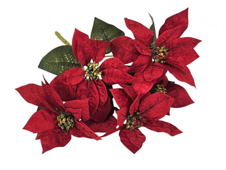 Christmas poinsettia