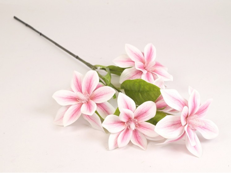 Magnolijos šaka