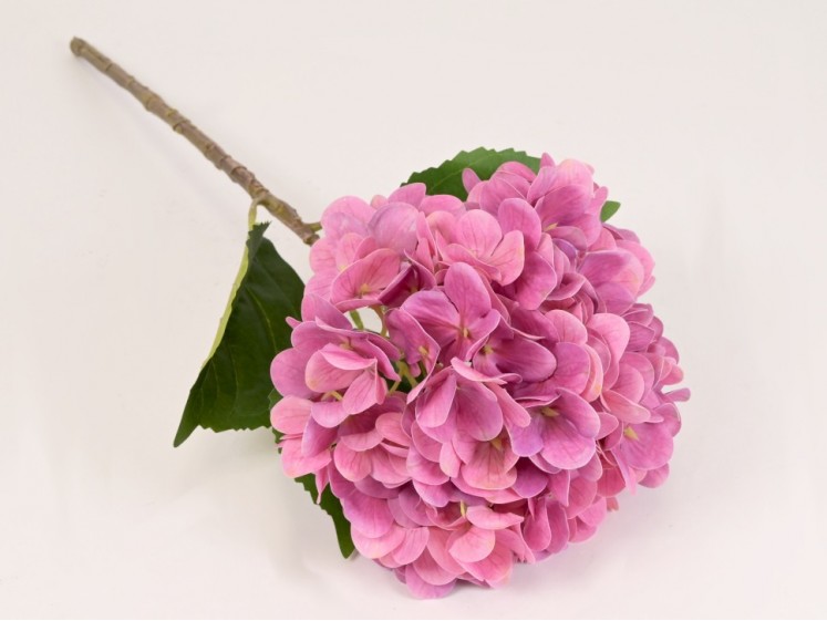 Hortenzija MAUVE