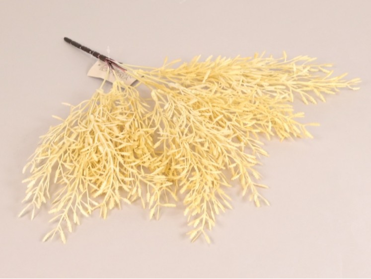 Looks Dried - Bush of...