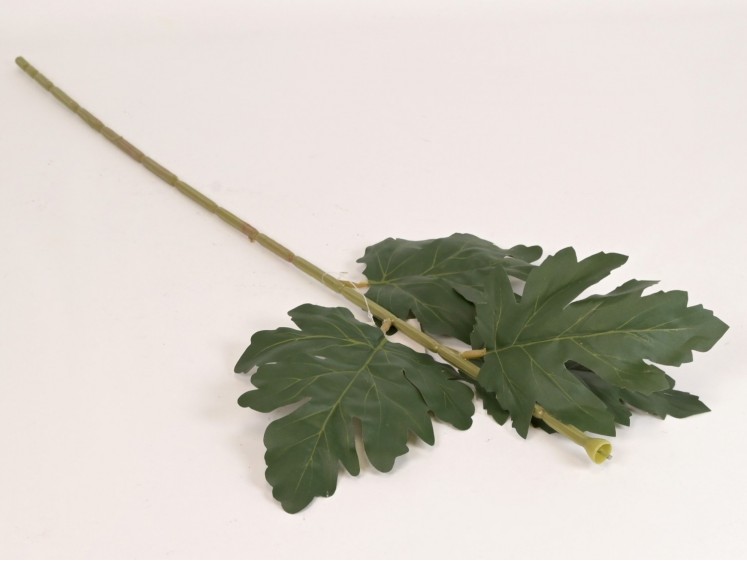 Chrysanthemum stem