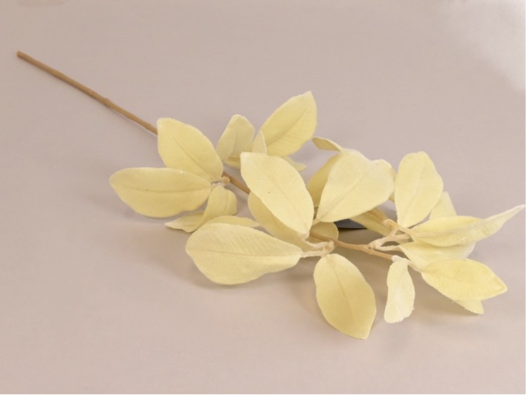 Magnolia Foliage
