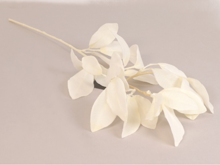 Magnolia Foliage