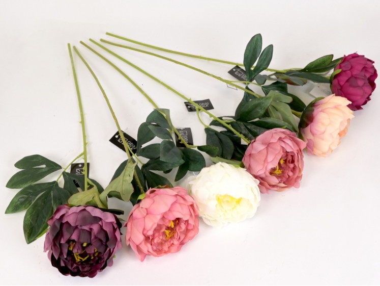 Peony