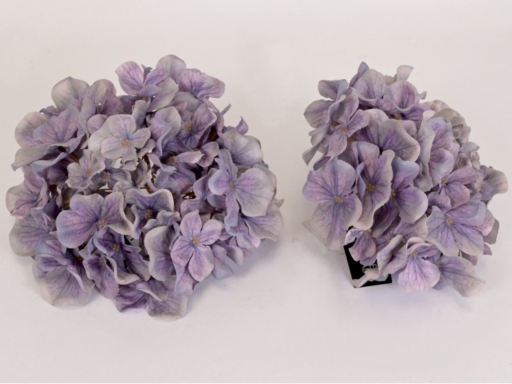 Hydrangea head
