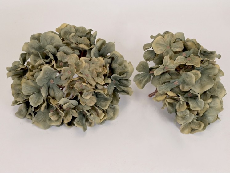 Hydrangea head
