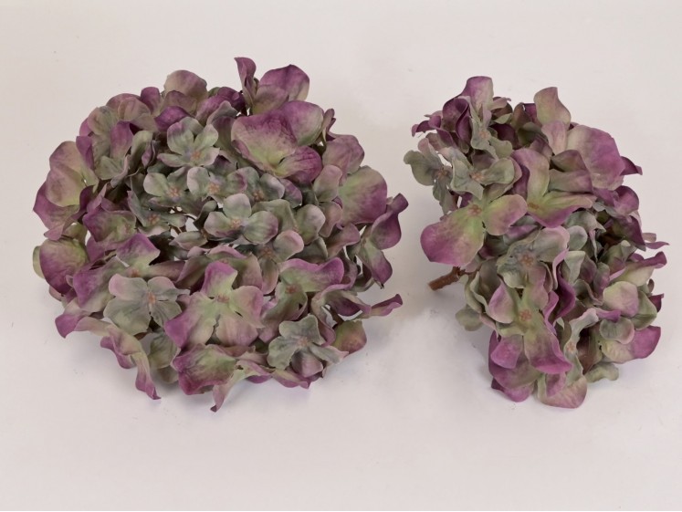 Hydrangea head