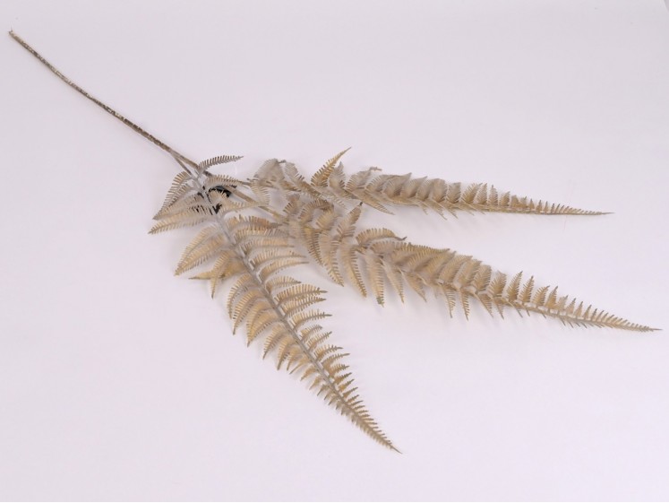 Fern branch