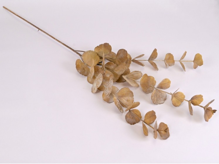 Eucalyptus Branch