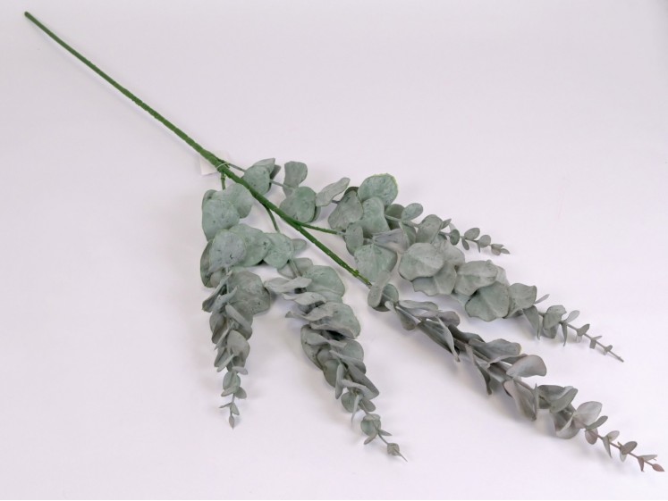 Eucalyptus Branch