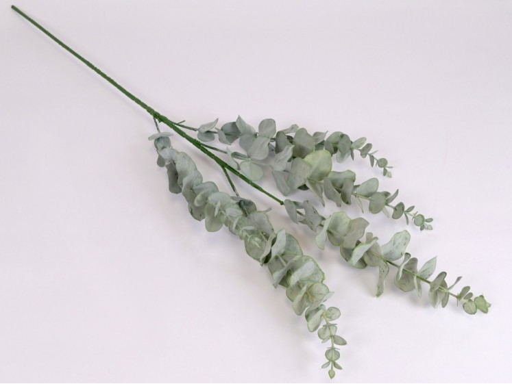 Eucalyptus