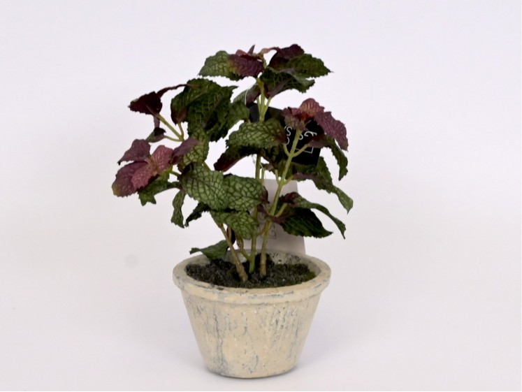 Mint in pot
