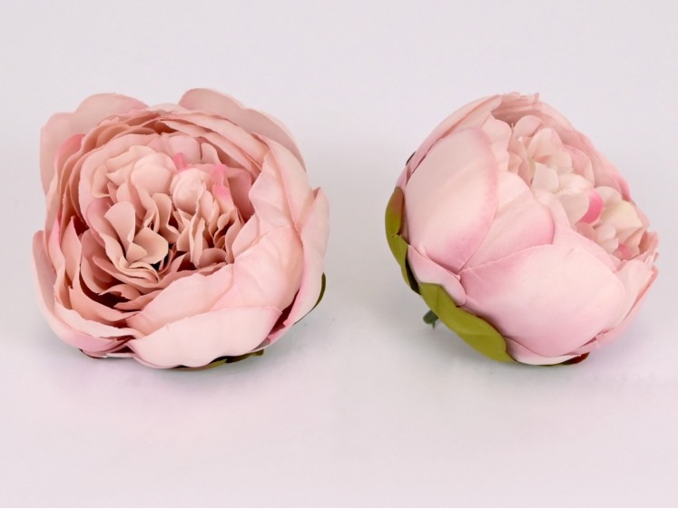 Peony flower head
