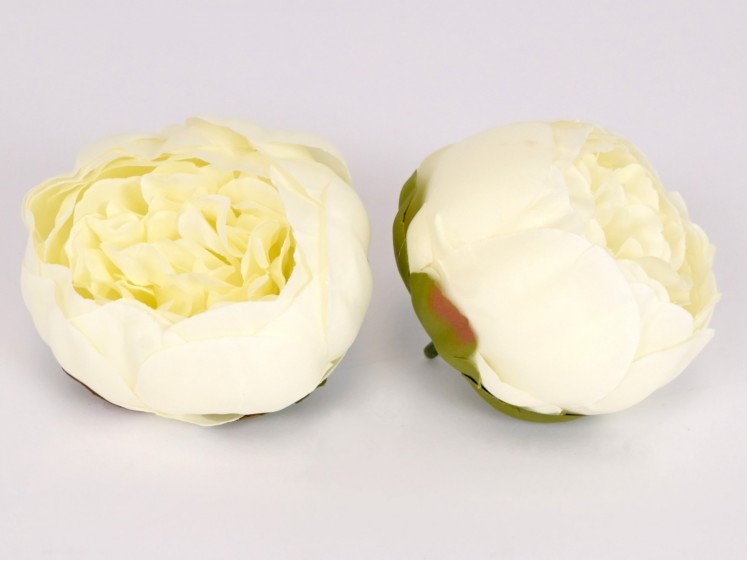Peony flower head