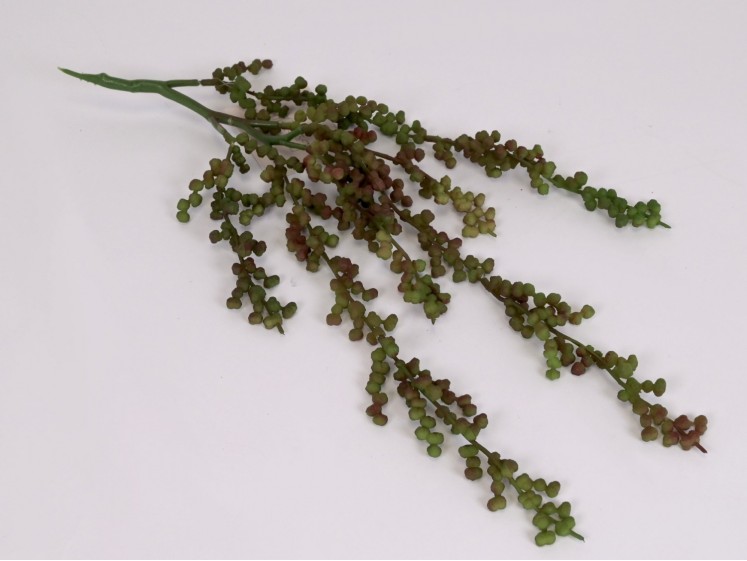 Kabanti žaluma - sukulentas