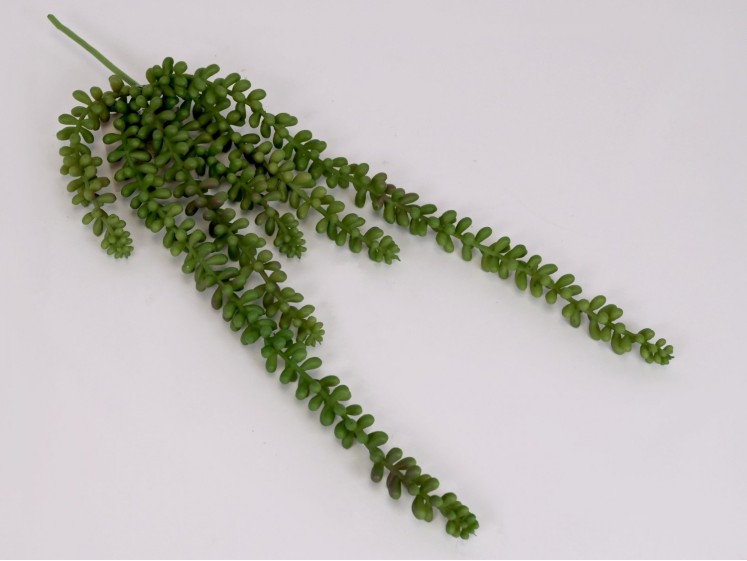 Kabanti žaluma - sukulentas