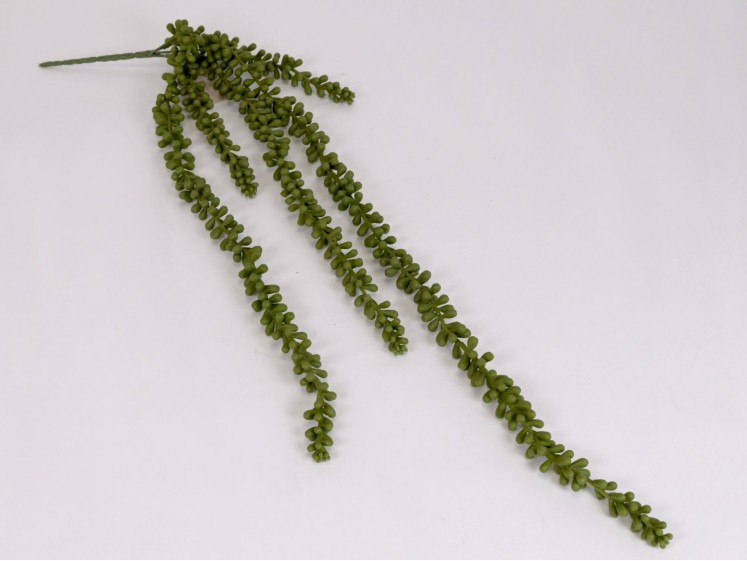 Kabanti žaluma - sukulentas