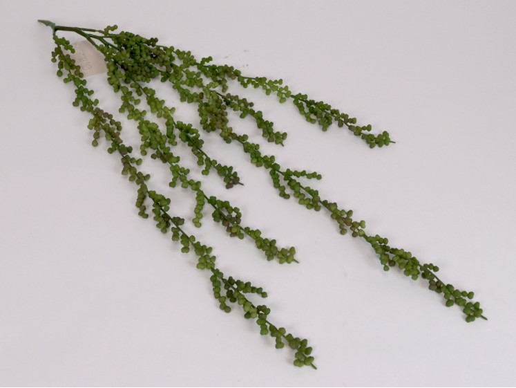 Kabanti žaluma - sukulentas