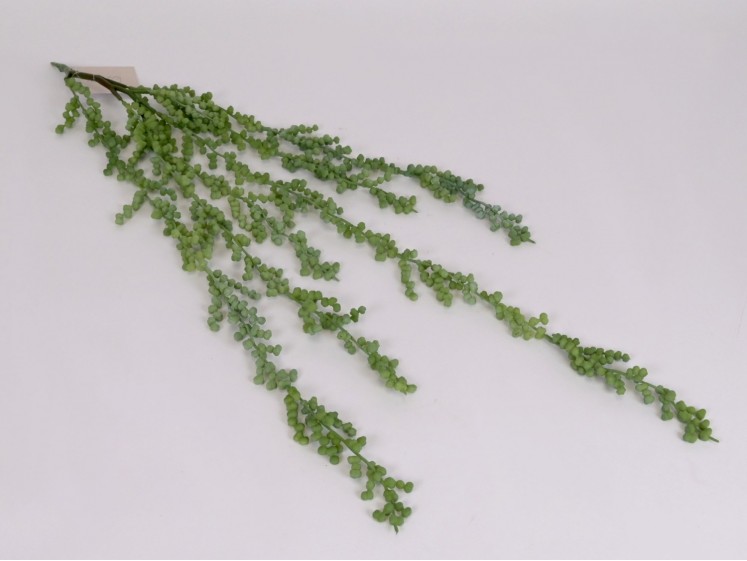 Kabanti žaluma - sukulentas