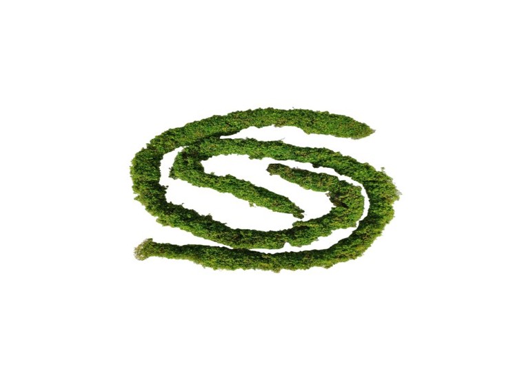 Atogrąžų miško vijoklis