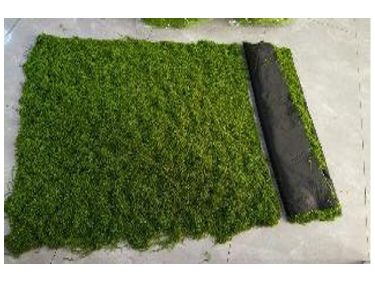 Samamų kilimas DKGR