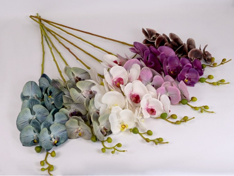 Lateksinė orchidėja