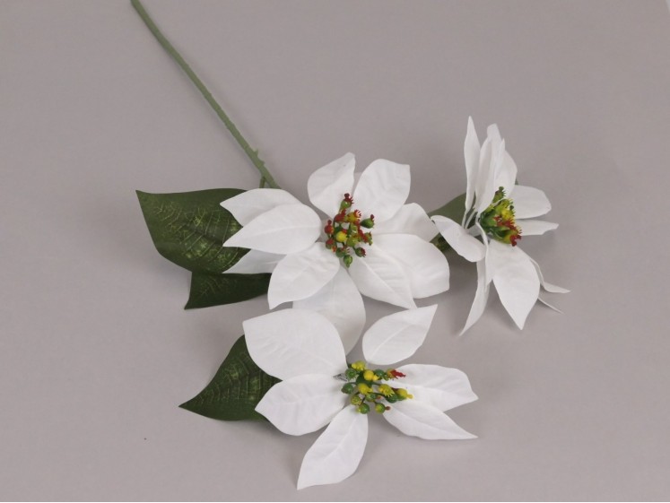 Christmas poinsettia