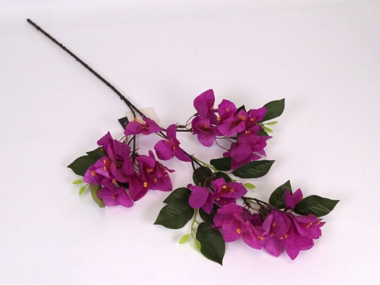 Bougainvillea