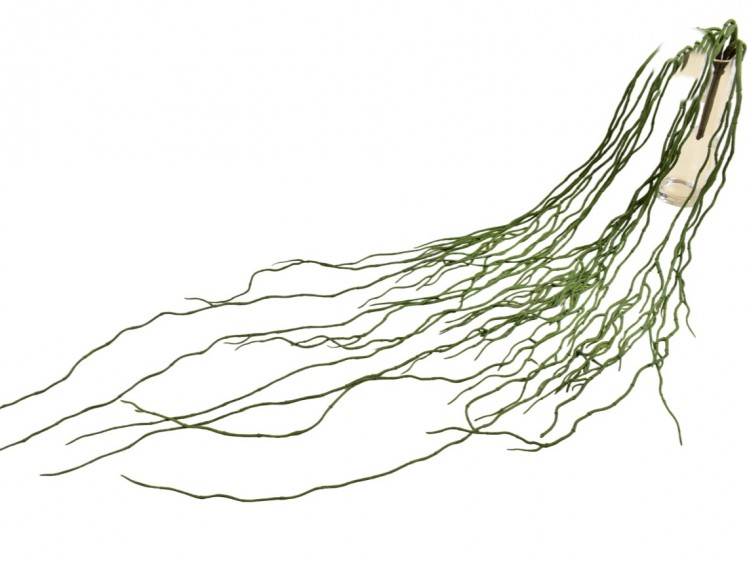 Kabanti žaluma - šaknys