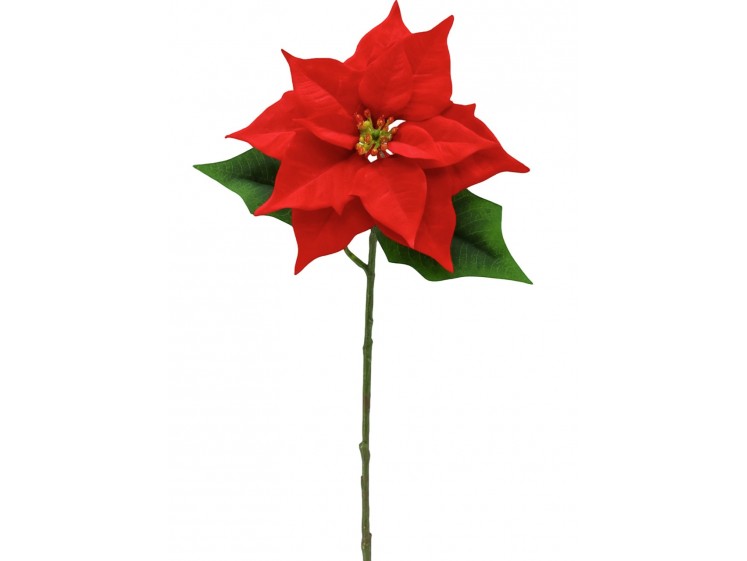 Kalėdinė puansetija VELVET